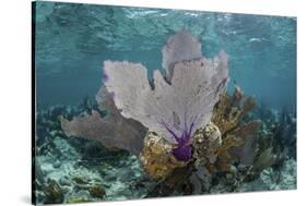 Colorful Gorgonians Grow in Off Turneffe Atoll in Belize-Stocktrek Images-Stretched Canvas