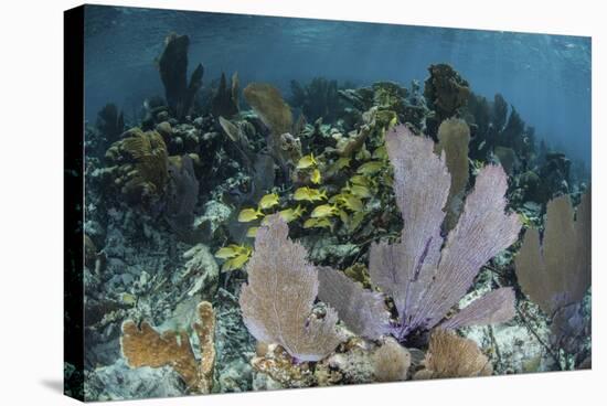 Colorful Gorgonians Grow in Off Turneffe Atoll in Belize-Stocktrek Images-Stretched Canvas