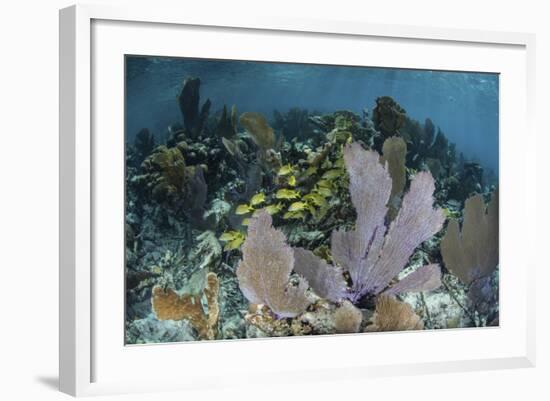 Colorful Gorgonians Grow in Off Turneffe Atoll in Belize-Stocktrek Images-Framed Photographic Print