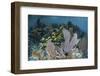 Colorful Gorgonians Grow in Off Turneffe Atoll in Belize-Stocktrek Images-Framed Photographic Print