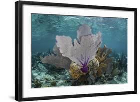 Colorful Gorgonians Grow in Off Turneffe Atoll in Belize-Stocktrek Images-Framed Photographic Print