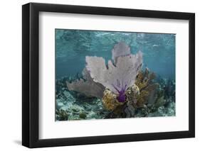 Colorful Gorgonians Grow in Off Turneffe Atoll in Belize-Stocktrek Images-Framed Photographic Print