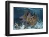 Colorful Gorgonians Grow in Off Turneffe Atoll in Belize-Stocktrek Images-Framed Photographic Print