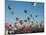 Colorful Hot Air Balloons, Albuquerque Balloon Fiesta, Albuquerque, New Mexico, USA-null-Mounted Premium Photographic Print