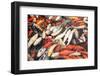 Colorful Japanese Carps-Zoom-zoom-Framed Photographic Print