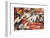 Colorful Japanese Carps-Zoom-zoom-Framed Photographic Print