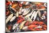 Colorful Japanese Carps-Zoom-zoom-Mounted Photographic Print