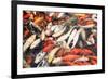 Colorful Japanese Carps-Zoom-zoom-Framed Photographic Print