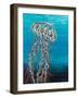 Colorful Jellyfish I-Carolee Vitaletti-Framed Art Print