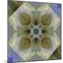 Colorful kaleidoscope.-Anna Miller-Mounted Photographic Print