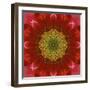 Colorful kaleidoscope.-Anna Miller-Framed Photographic Print