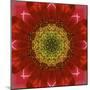 Colorful kaleidoscope.-Anna Miller-Mounted Photographic Print