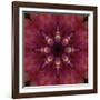 Colorful kaleidoscope.-Anna Miller-Framed Photographic Print