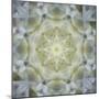 Colorful kaleidoscope.-Anna Miller-Mounted Photographic Print