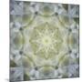 Colorful kaleidoscope.-Anna Miller-Mounted Photographic Print