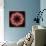 Colorful kaleidoscope.-Anna Miller-Photographic Print displayed on a wall