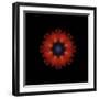 Colorful kaleidoscope.-Anna Miller-Framed Photographic Print