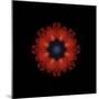 Colorful kaleidoscope.-Anna Miller-Mounted Photographic Print