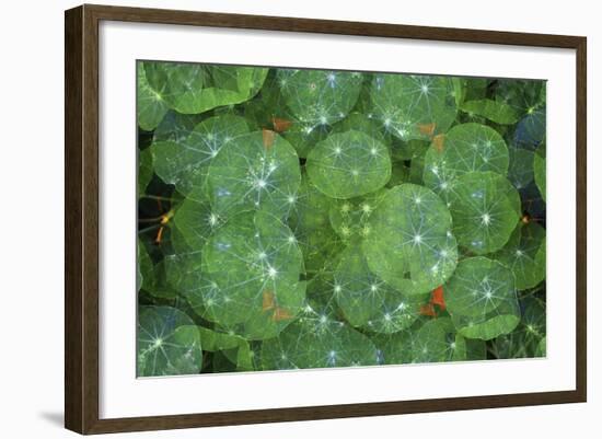 Colorful kaleidoscope.-Anna Miller-Framed Photographic Print