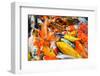 Colorful Koi Carps in a Feeding Frenzy-meanmachine77-Framed Photographic Print