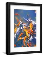 Colorful Koi Fish at Surface of Pond-elenathewise-Framed Photographic Print