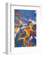 Colorful Koi Fish at Surface of Pond-elenathewise-Framed Photographic Print