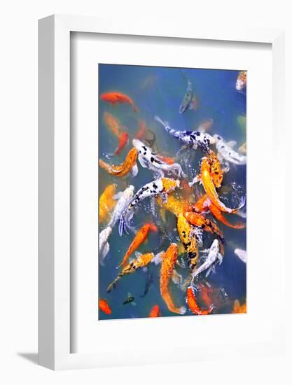 Colorful Koi Fish at Surface of Pond-elenathewise-Framed Photographic Print