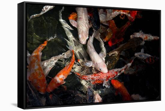 Colorful Koi Fish in A Pond-Mark Skalny-Framed Stretched Canvas