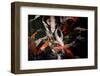 Colorful Koi Fish in A Pond-Mark Skalny-Framed Photographic Print