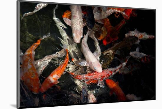 Colorful Koi Fish in A Pond-Mark Skalny-Mounted Photographic Print