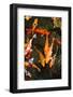 Colorful Koi Fish in A Pond-Mark Skalny-Framed Photographic Print