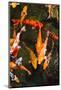 Colorful Koi Fish in A Pond-Mark Skalny-Mounted Photographic Print