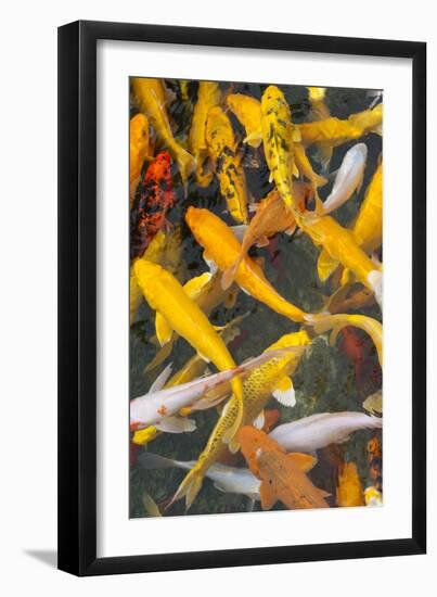 Colorful koi fish in the pond, Taierzhuang Ancient Town, Shandong Province, China-Keren Su-Framed Premium Photographic Print