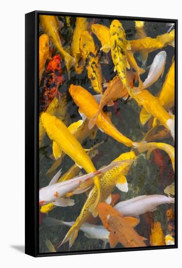 Colorful koi fish in the pond, Taierzhuang Ancient Town, Shandong Province, China-Keren Su-Framed Stretched Canvas