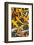 Colorful koi fish in the pond, Taierzhuang Ancient Town, Shandong Province, China-Keren Su-Framed Photographic Print