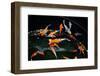 Colorful Koi Fish Swimming in the Ponds-Mousedeer-Framed Photographic Print