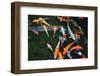 Colorful Koi Fish Swimming in the Ponds-Mousedeer-Framed Photographic Print