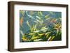 Colorful Koi Fish Swimming in the Pool-Mousedeer-Framed Photographic Print