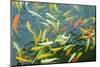 Colorful Koi Fish Swimming in the Pool-Mousedeer-Mounted Photographic Print