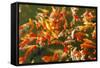 Colorful Koi or Carp Chinese Fish in Water-kenny001-Framed Stretched Canvas