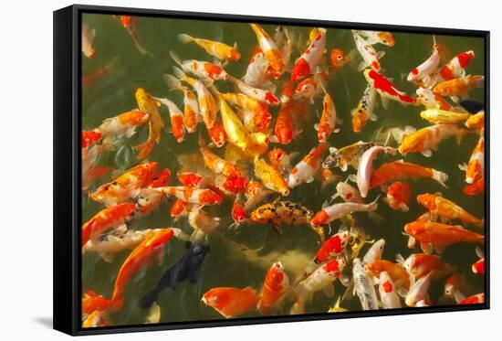 Colorful Koi or Carp Chinese Fish in Water-kenny001-Framed Stretched Canvas