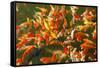 Colorful Koi or Carp Chinese Fish in Water-kenny001-Framed Stretched Canvas