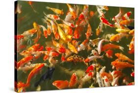 Colorful Koi or Carp Chinese Fish in Water-kenny001-Stretched Canvas