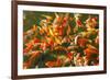 Colorful Koi or Carp Chinese Fish in Water-kenny001-Framed Photographic Print