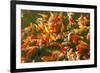 Colorful Koi or Carp Chinese Fish in Water-kenny001-Framed Photographic Print