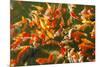 Colorful Koi or Carp Chinese Fish in Water-kenny001-Mounted Photographic Print