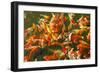 Colorful Koi or Carp Chinese Fish in Water-kenny001-Framed Photographic Print