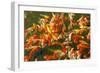 Colorful Koi or Carp Chinese Fish in Water-kenny001-Framed Photographic Print