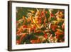 Colorful Koi or Carp Chinese Fish in Water-kenny001-Framed Photographic Print