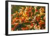 Colorful Koi or Carp Chinese Fish in Water-kenny001-Framed Photographic Print